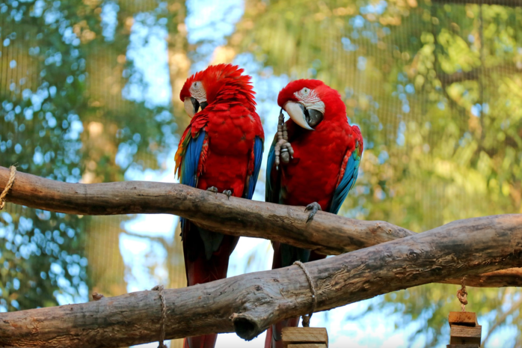 foz do iguaçu- parque das aves