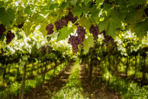 Vinícolas em Bento Gonçalves